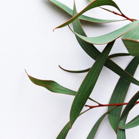 Eucalyptus Essential Oil