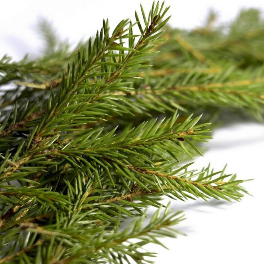 Fir Needle Essential Oil